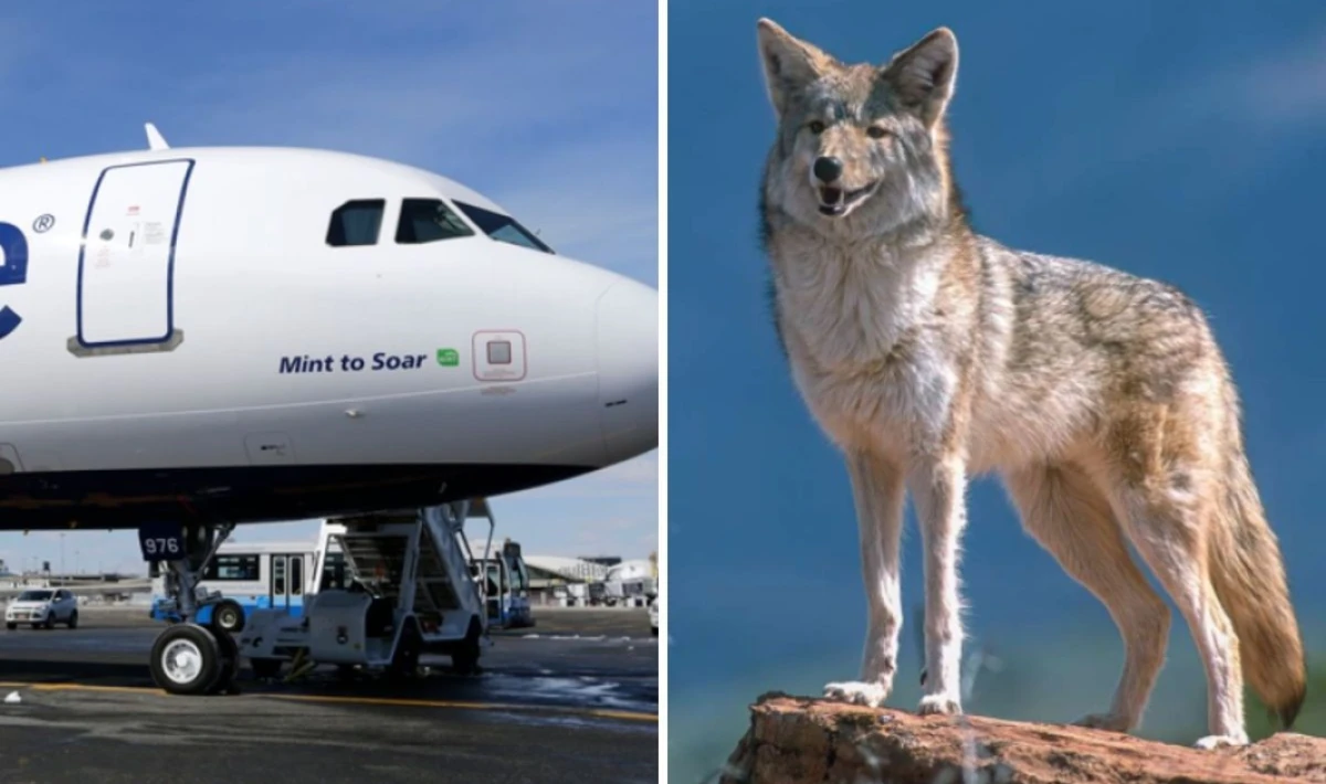 KALKIŞTA KORKU DOLU ANLAR: UÇAK HAYVANLA ÇARPIŞTI, ACİL İNİŞ YAPTI